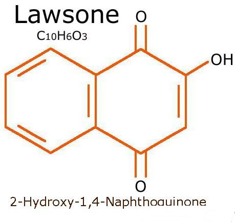 lawsone分子