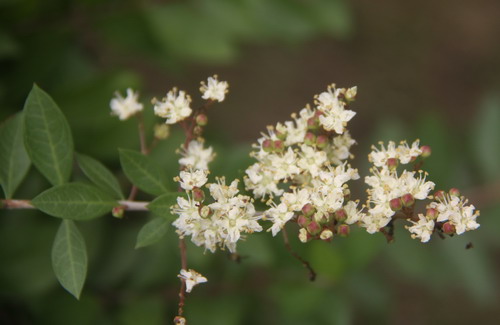 散沫花的花