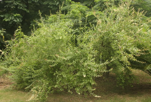 散沫花植株