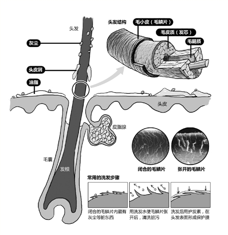 头发结构