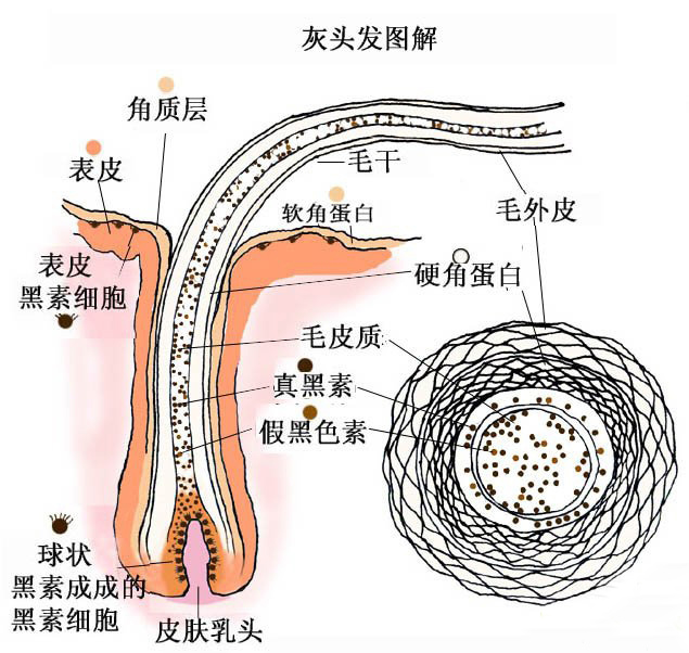 头发组织结构