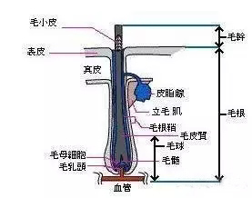 渴望丝滑般秀发，从了解你的头发做起