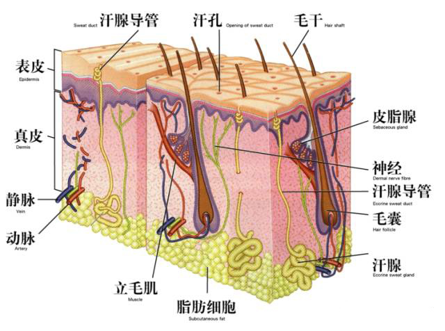 头发油腻，有什么好的破解方法吗？