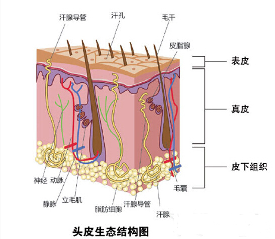 几张图，带你认识我们的头皮