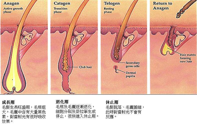 掉发，从了解毛囊的周期循环开始