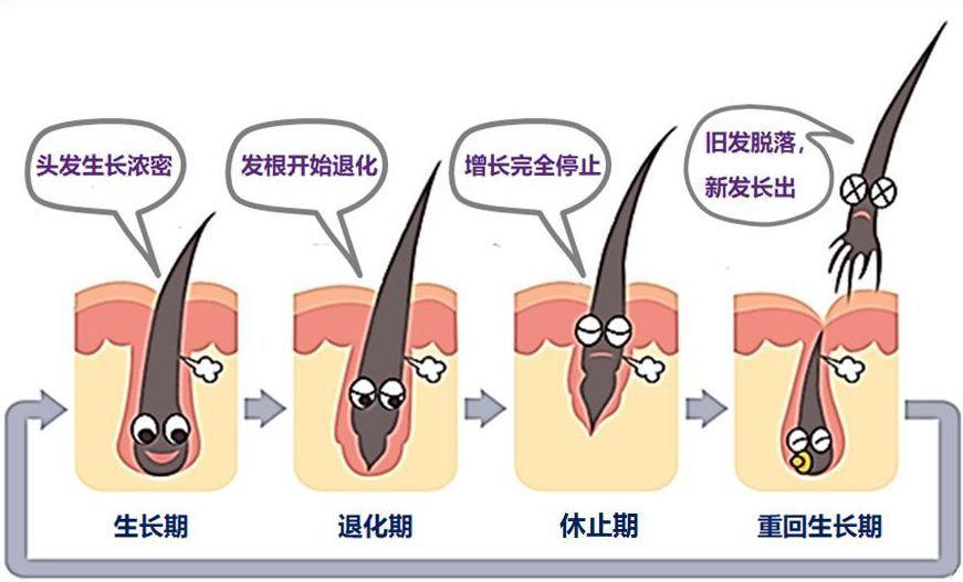 头发生长周期