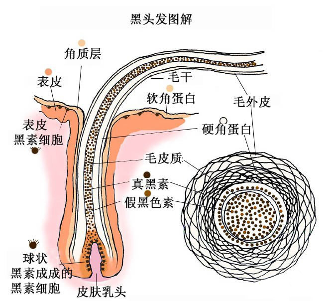 一图看懂，白发到底如何产生，又该如何防治