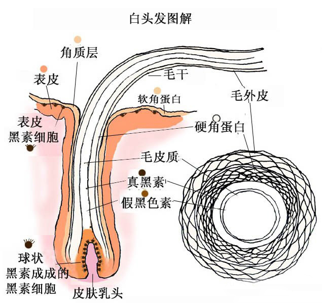 一图看懂，白发到底如何产生，又该如何防治