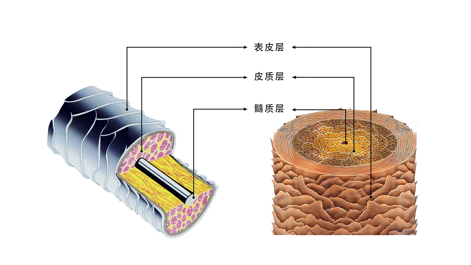 染发剂着色原理，不同染发产品是如何给头发着色的